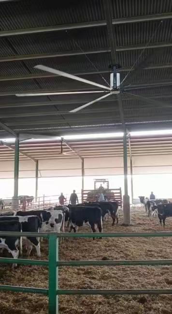 Otimizando a Ventilação Agrícola: Ventiladores Industriais e Ventiladores de Teto HVLS